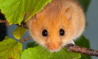 dormouse