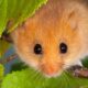 dormouse