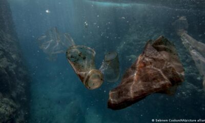 Plastic pollution affects 88% of marine species: WWF