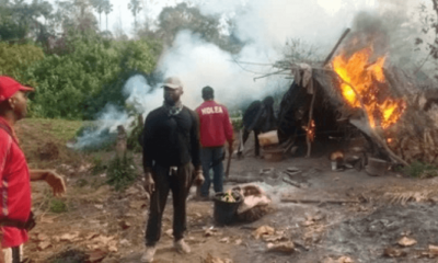 NDLEA destroys 255 hectares of cannabis farms in Ondo