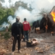 NDLEA destroys 255 hectares of cannabis farms in Ondo