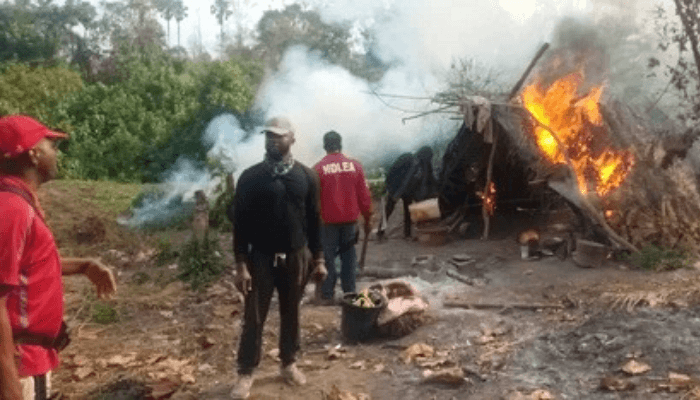 NDLEA destroys 255 hectares of cannabis farms in Ondo
