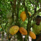 CFAN says Nigeria losing N60b yearly from income differential on cocoa