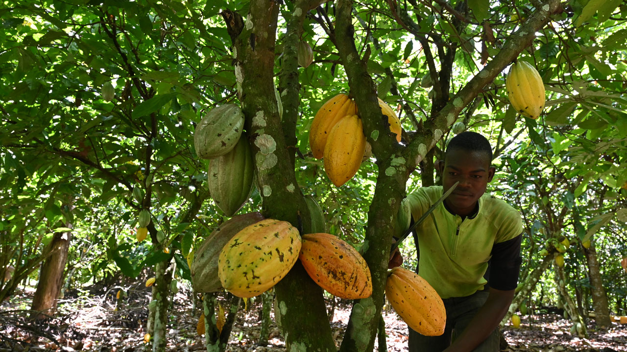 CFAN says Nigeria losing N60b yearly from income differential on cocoa