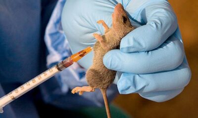Nigeria identifies three drugs for Lassa fever treatment