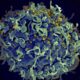 Climate change may increase risk of new infectious diseases