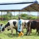 Ranching, others’ll deliver N2tn return on investment –FG