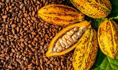 Fed Govt: cocoa production to hit 500,000 tons by 2024