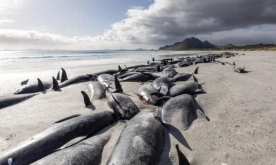 477 whales die in ‘heartbreaking’ New Zealand strandings