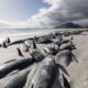 477 whales die in ‘heartbreaking’ New Zealand strandings