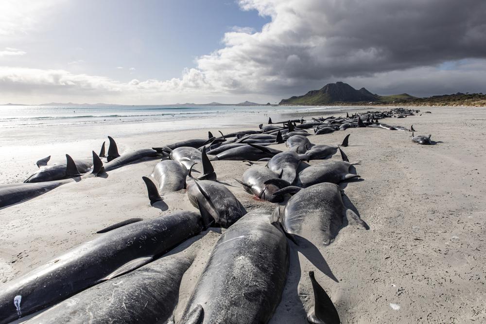 477 whales die in ‘heartbreaking’ New Zealand strandings